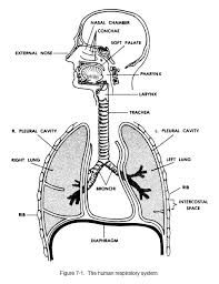 Pages include the heart external, heart internal, major arteries, major veins, cardiac procedures, cardiovascular diseases, respiratory system, upper respiratory, and respiratory diseases. Respiratory System Worksheets Human Urinary System Lesson 9 The Human Reproductive Genital System Human Respiratory System Respiratory System Respiratory