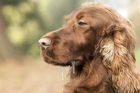 It is typically idiopathic, which means the cause is unknown. Congenital Megaesophagus In Dogs Symptoms Causes Diagnosis Treatment Recovery Management Cost