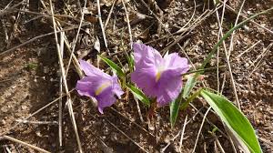 Image result for Siphonochilus