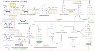 Biochemistry Tests For Food Macromolecules Lipid Pentose Phosphate Pathway Lg Gif 1 200 657 Pixels Biochemistry Mcat Study Chemical Structure