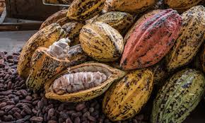 Handmade in finland with love. World Famous Lab Begins Work On Genetic Project To Save Cocoa