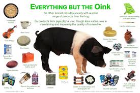 Image result for pigs, hogs, swine, cows to call