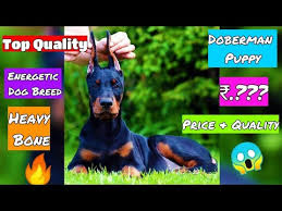 They will be ready to go. Doberman Puppies For Sale We Like Dogs