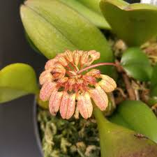 Image result for Bulbophyllum burttii
