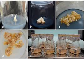 Murashige and skoog (also called ms media, mso, or ms0) and gamborg's b5 medium are two of the most essential media formulations used for culturing plants. Scielo Brasil Cell Suspension Culture As A Means To Produce Polyphenols From Date Palm Phoenix Dactylifera L Cell Suspension Culture As A Means To Produce Polyphenols From Date Palm Phoenix