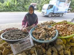 For more information and source, see on this link : Rezeki Penanam Ubi Di Musim Tengkujuh