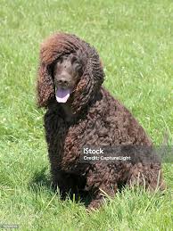 Image result for irský vodní španěl