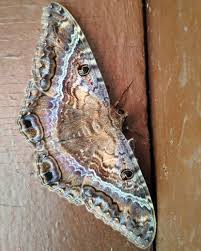 Giant Moth Often Mistaken For A Bat Is Spotted In Chicago Far From Its Native Climate Giant Moth Black Witch Moth Moth