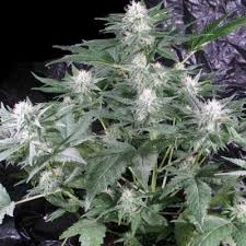 The g13 haze strain is the result of crossing the mysterious g13 with haze, a popular sativa known for its. G13 Haze Barney S Farm