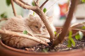 Plant cats are allergic to. Photos Of Poisonous Plants And Flowers For Cats