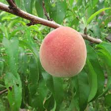 Indian free peach requires a pollinator, which can be almost any other variety of peach or nectarine suited to your usda zone. Propagating Blood Cling Peaches Propagation Forum At Permies