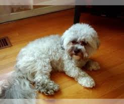 First of all, let's establish how many teddy bear puppy breeds there are. Puppyfinder Com Zuchon Puppies Puppies For Sale Near Me In Iowa Usa Page 1 Displays 10