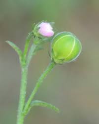 Image result for Hibiscus micranthus