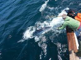 Sharpen Your Sharking Skills - The Fisherman
