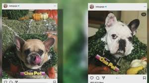 Lady gaga's dog walker was shot and two of her french bulldogs were stolen during an armed robbery in hollywood. Tdqg Yv 75yirm