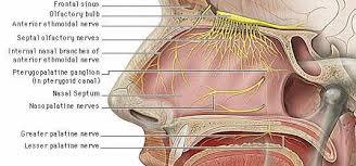 That means the cartilage that divides the nasal passage is crooked or uneven, making one side narrower than the other. 4 Nerve Supply Of Nasal Septum Basic Otorhinolaryngology C Download Scientific Diagram