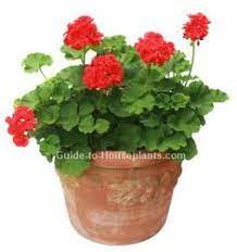 Geranium Care Tips Growing Zonal Geraniums In Containers Geranium Plant Growing Geraniums Geranium Care
