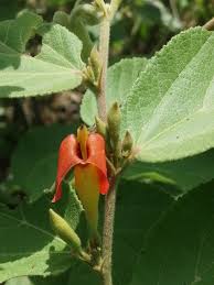 Image result for Helicteres isora