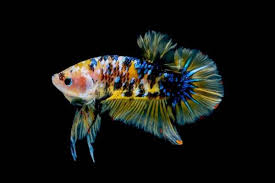 Harga ikan cupang plakat cukup mahal karena ikan ini susah didapat. 5 Jenis Ikan Cupang Populer Berdasarkan Bentuknya