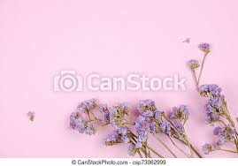 We have an extensive collection of amazing background images carefully chosen by our community. Purple Caspia Flower On Pastel Pink Background Cute Little Purple Caspia Flower On Pastel Pink Background Canstock
