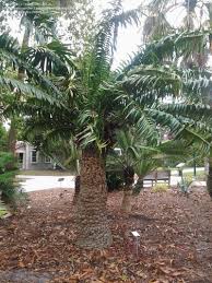 Image result for Encephalartos gratus
