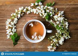 Acacia Flower Tea Best Flower Wallpaper