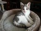Grey And White Domestic Shorthair Kitten