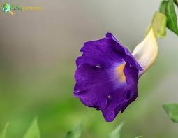 Image result for Thunbergianthus