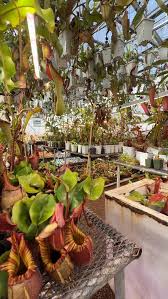 Image result for Pteronia acuminata