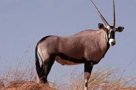 Oryx - Antelope - South African Wildlife Guide