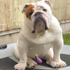 The goals and purposes of this breed standard include: The Great British Bulldog On Instagram Hectorthebulldogpup To Feature Your Bulldog Shareabull Theg Bulldog English Bulldog British Bulldog
