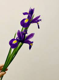 iris 鳶尾花 plants flowers