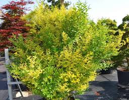 Image result for ligustrum ovalifolium