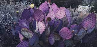 Drinking cactus water on an empty stomach will give you diarrhea or make you vomit. A Prickly Problem Sabino Veterinary Care
