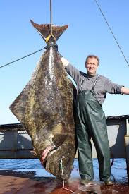 Image result for halibut