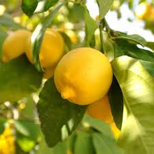 When do lemon trees bloom? Get This Eureka Lemon Tree Eureka Lemon Tree Meyer Lemon Tree Eureka Lemon