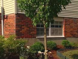 This five year old maple was grown in a nursery on deep sandy soil with nothing to restrict deep root penetration. Q A Taming Maple Tree Roots Hgtv