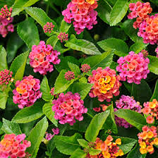Image result for Lantana rugosa