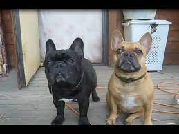 Egy soha nem múló szenvedély,ami akkor kezdődik,amikor. Funny And Cute French Bulldog Compilation 2016 Youtube