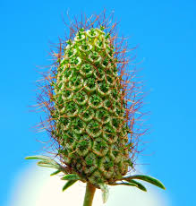 Image result for Dipsacaceae