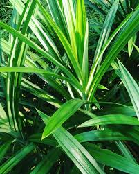 Pandan leaf pandanus amaryllifolius live starter plant tree. Pandanus Leaves Pandanusindia Twitter