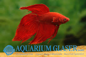 Check out our veiltail betta selection for the very best in unique or custom, handmade pieces from our shops. Betta Splendens Veiltail Aquarium Glaser Gmbh
