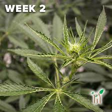 Check spelling or type a new query. Flowering Stages Of Marijuana Plants Green Tree Medicinals