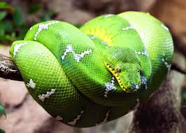 Check spelling or type a new query. 46 Emerald Tree Boa Facts Both Species Guide Jewel Of The Amazon Everywhere Wild