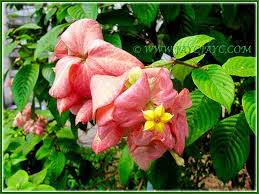 Attractive Yellow Flower And Salmon Pink Sepals Of Mussaenda Philippica Dona Luz 1 2 Flowers Yellow Flowers Pink