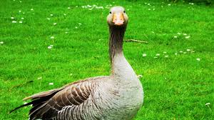 Les Animaux De La Ferme L Oie Youtube