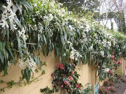 Valuable shading from these fast growing vines can result in lower cooling bills for the homeowner. Evergreen Clematis Flowering Vines For Yearlong Color Hgtv