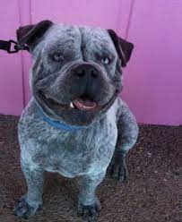This Is What Happens When You Mix A Blue Heeler With A Bulldog Amazing Dogpictures Dogs Aww Cuteanim Dog Crossbreeds Cattle Dog Australian Cattle Dog Mix