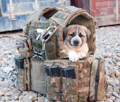 Pin By Delia Murcia On Wags Whiskers More Military Working Dogs Military Dogs Army Dogs