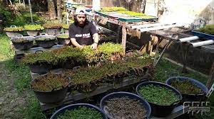 Gantilah air aquascape separuhnya seminggu sekali, ini akan membuat kadar co2 selalu terjaga. Budi Daya Rumput Hias Beromzet Jutaan Rupiah Cendana News